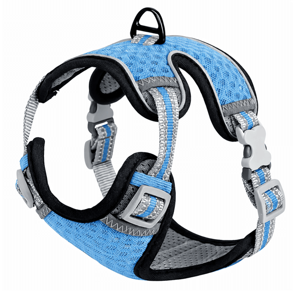 Arnes raza pequeña - Azul