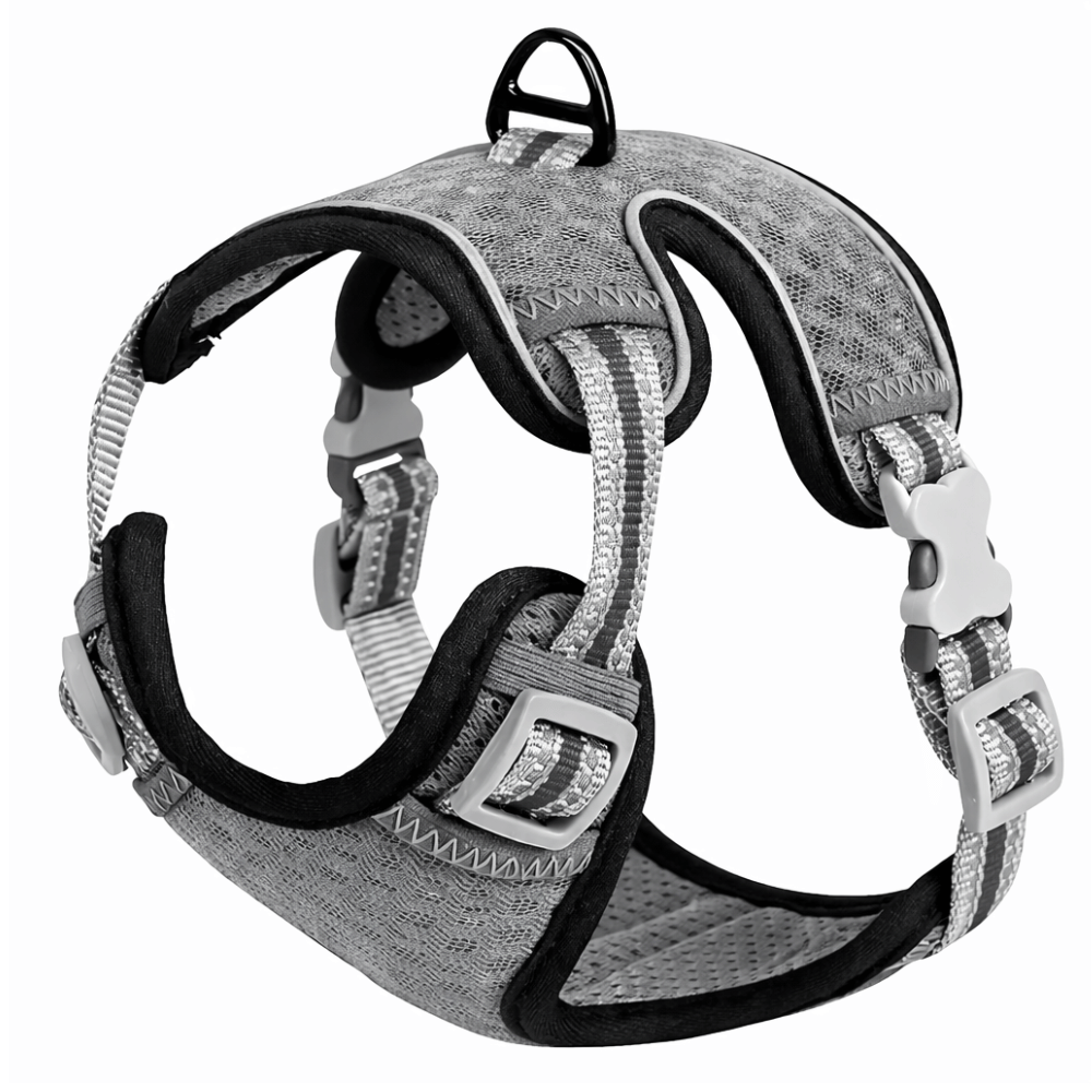 Arnes raza pequeña - Gris