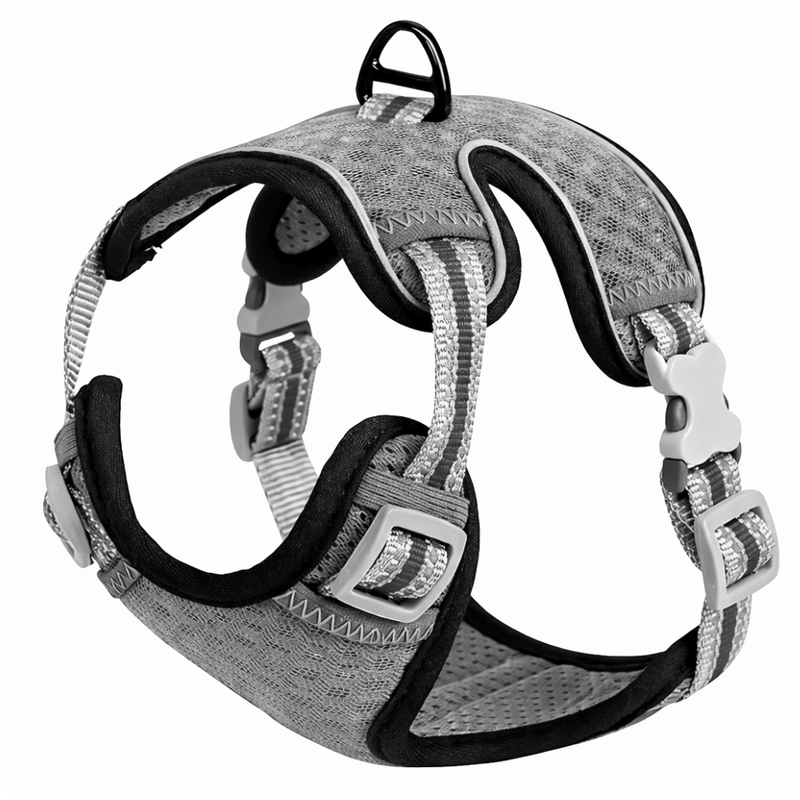 Arnes raza pequeña - Gris