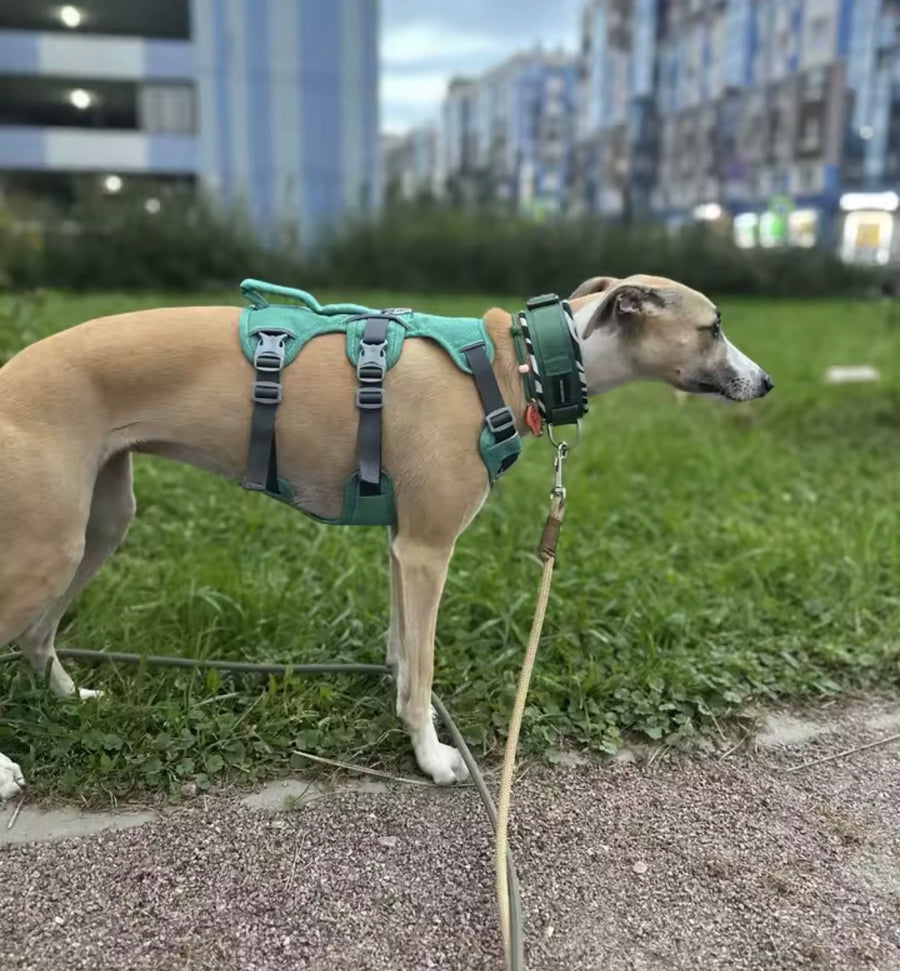 Listo para el paseo