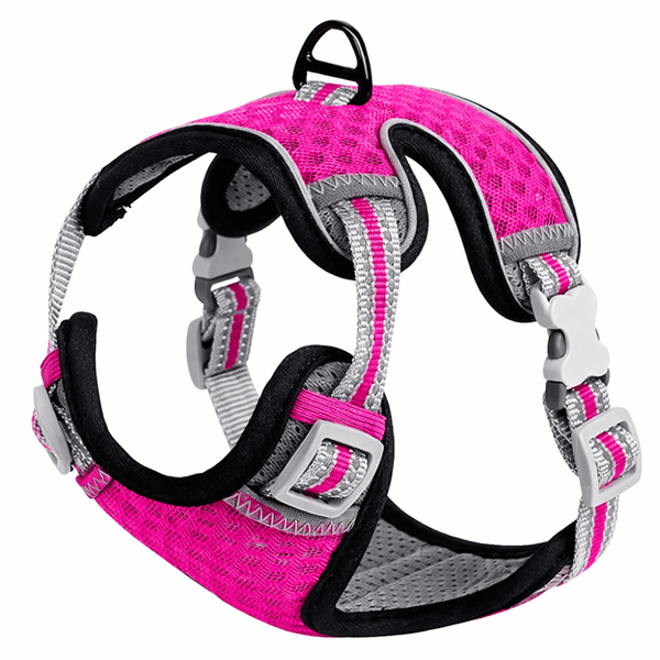 Arnes raza pequeña - Fucsia