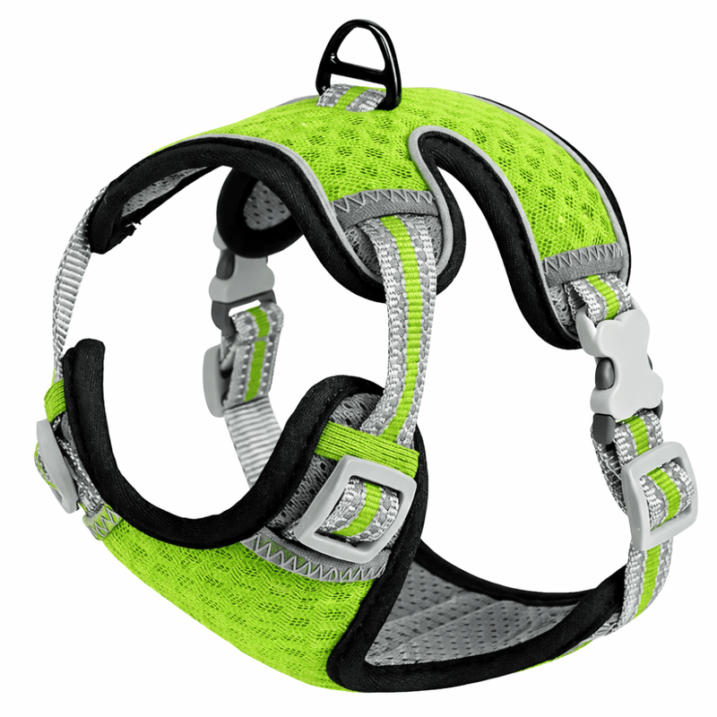 Arnes raza pequeña - Verde